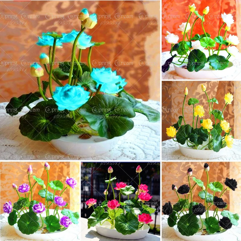 5pcs pack bowl lotus