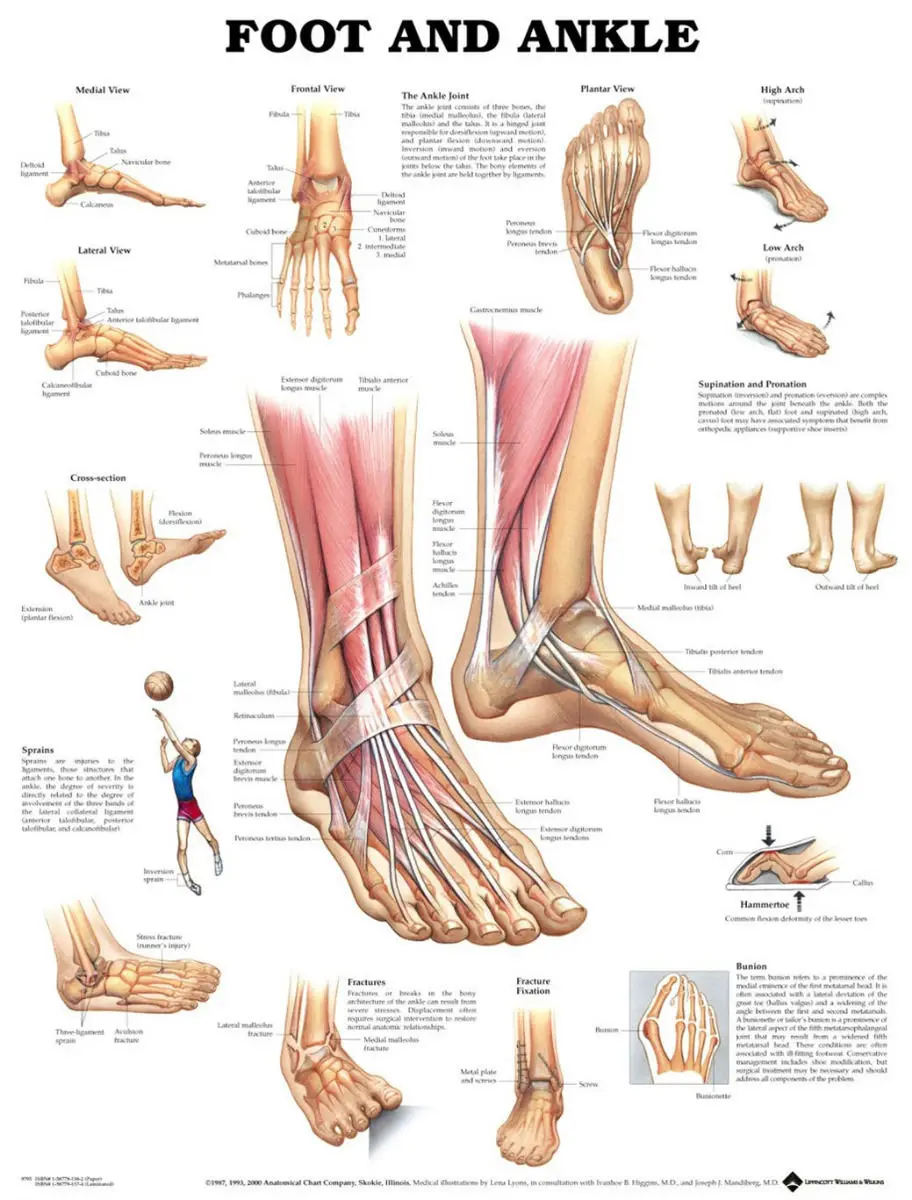

Muscular And Skeletal Anatomy Of Ankle Foot Fabric poster 32" x 24" Decor 12