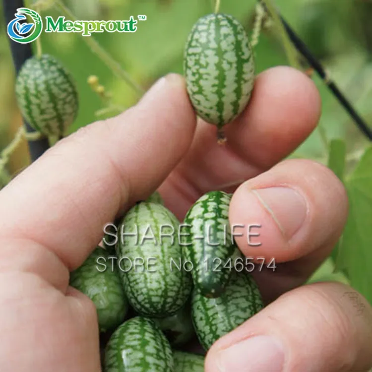 

New Arrival!Fruits And Vegetables Thumb Watermelon Bonsai Thumb Cucumber Mini Watermelon Pepkino Mexican Acid Cucumber 30 Garden