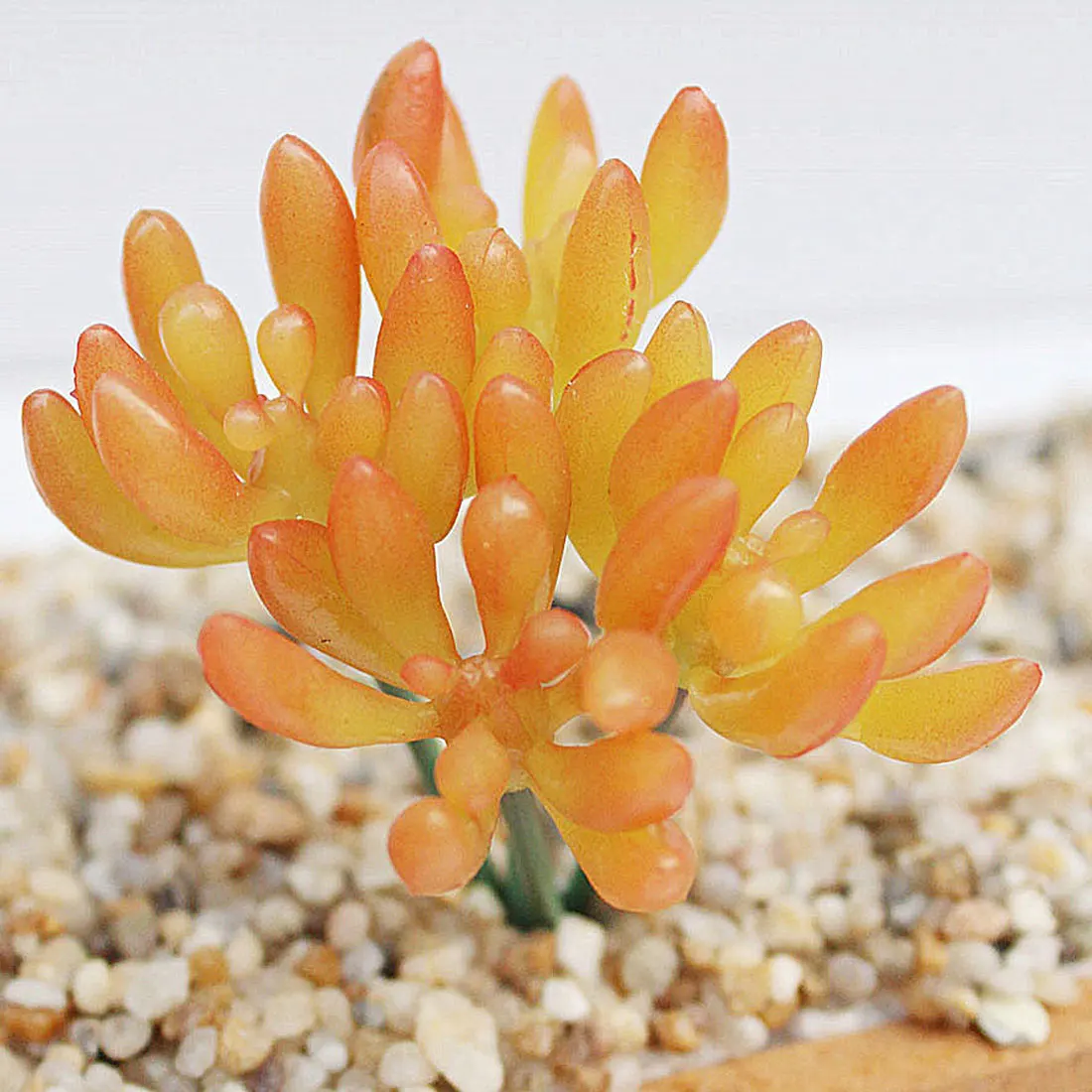 

Garden Decoration Artificial Plants Flower Micro Multi-Color Artificial Flowers Ornaments Lithops Artificial Succulents Plants