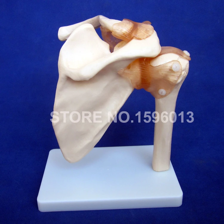 109 shoulder joint (1)