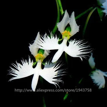 50pcs-Japanese-Radiata-Seeds-font-b-White-b-font-Egret-font-b-Orchid-b-font-Seeds.jpg