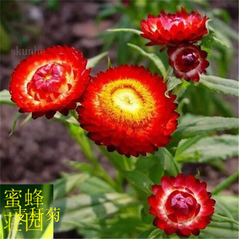 

Helichrysum bracteatum Chrysanthemum bonsai 100pcs(mai gan ju)