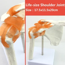 12354/Размер жизни человеческое плечо полная модель скелета, медицинская научная образовательная учебная анатомическая модель