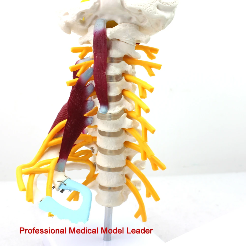 

Medical human cervical spine model brachial plexus neuromuscular model human bone specimen model