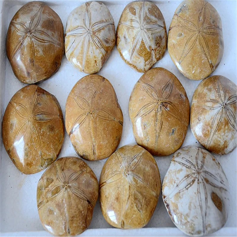 Natural JURASSIC Madagascar SEA BISCUIT URCHIN FOSSIL Sand Dollar Star