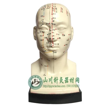 

head acupuncture model showing 4 kinds of acupuncture point