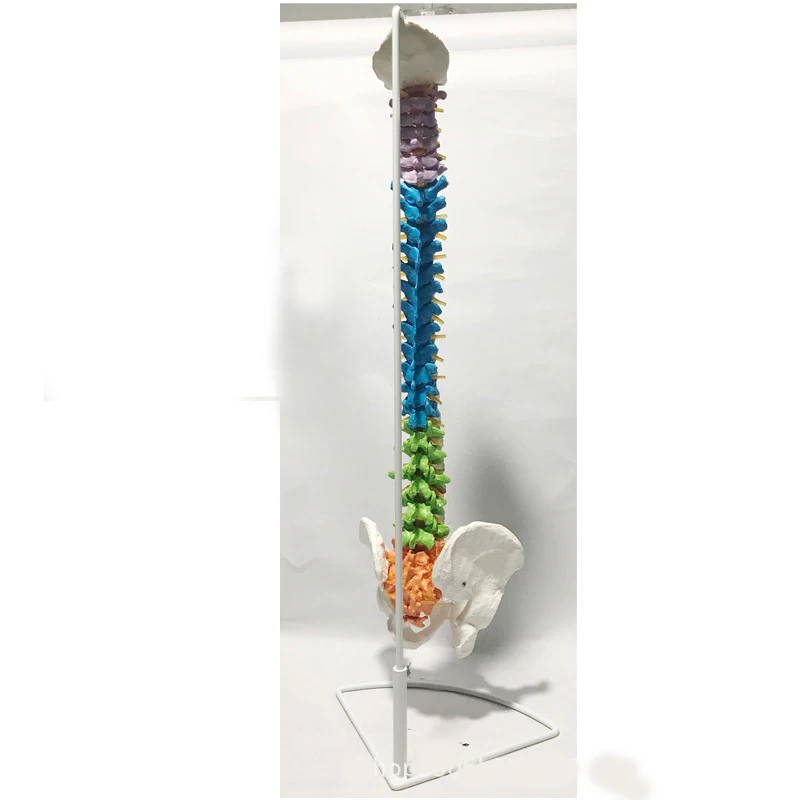 85 cm Tamanho Cor Cheia Humano Spine Modelo Didático Coluna e vértebras Modelos Suprimentos Médicos Ensino 8 China model spine Suppliers