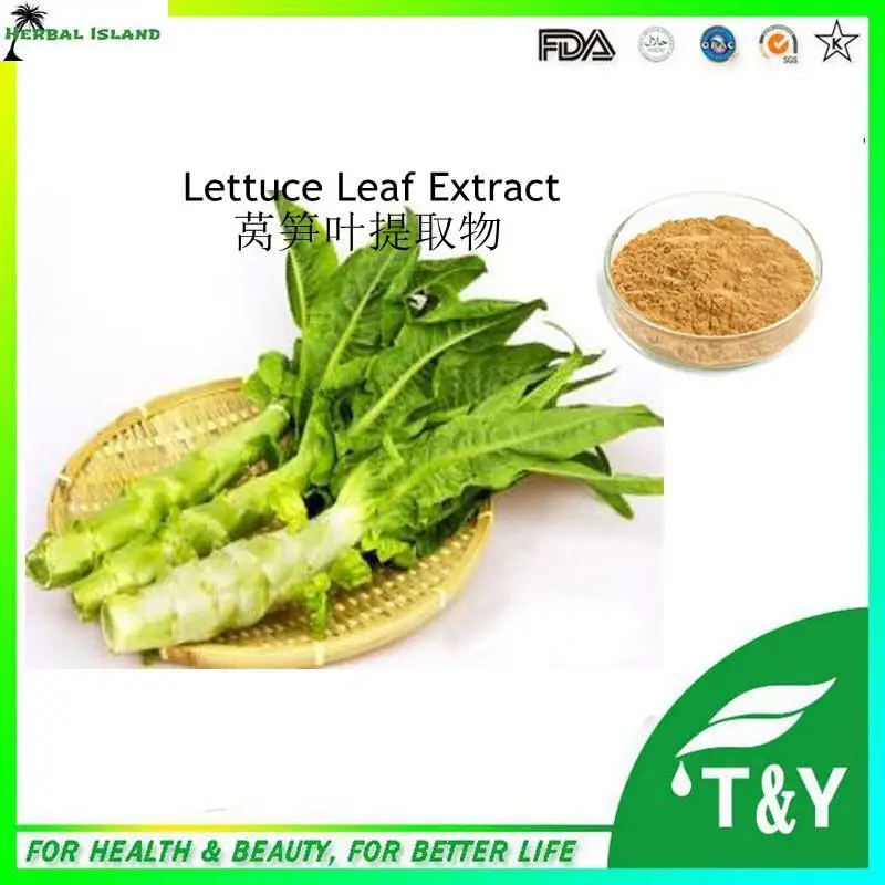 101 natural Lactuca virosa extract powder Wild Lettuce Leaf Extract