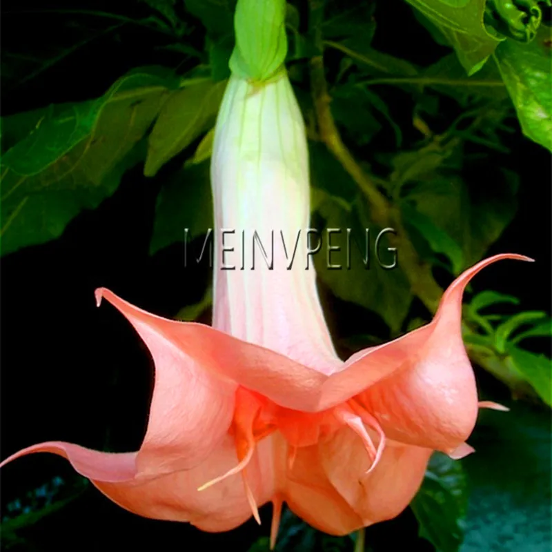 14 Лучшее предложение! Datura мини бонсай цветочное растение для домашнего сада посадки бругмансия Datura редкий цветок в горшках, 100 Флорес - Цвет: 14