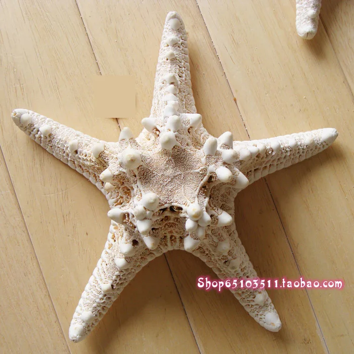 

TPRPLH 10pcs/lot natural Starfish Conch shell props Star Fish natural sea star 6cm to 8cm NL722