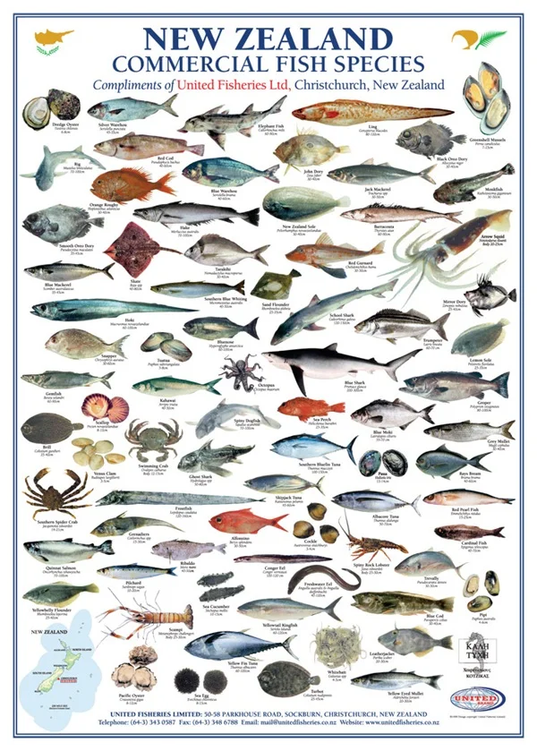 Рыбы виды новозеландских морепродуктов плакат Винтаж Ретро Холст Живопись DIY обои плакаты домашний подарок украшение