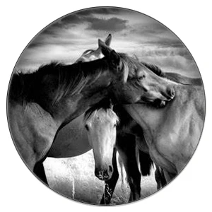 ZDYING 5 шт. круглые дикие лошади из бегущего стекла кабошон и Стекло изображение купола DIY демонстрационная плоская задняя часть - Цвет: HO05