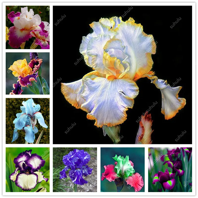 

100 pcs 24 Colours Iris Bonsai Bearded Iris Plants Rare Bonsai Iris Phalaenopsis Orchid Flower, Nature plants for home garden