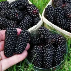 Новый 2018! 200 шт./лот сладкий Black Berry гигантские ежевики Heirloom Blackberry карликовые деревья тройной Корона Blackberry Черный тутового