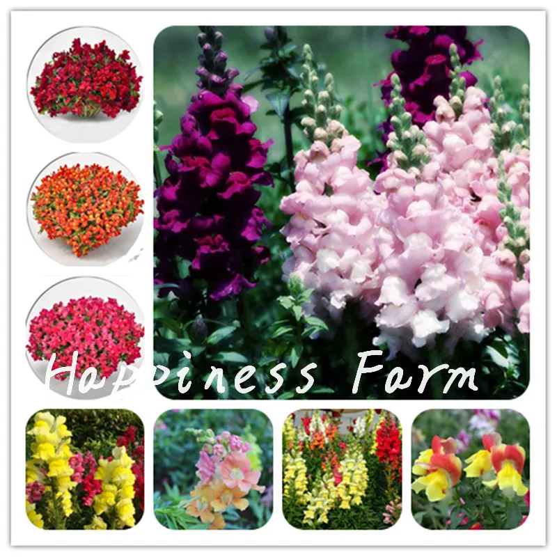

200 Pcs Heirloom Snapdragon Flower Bonsai Outdoor & Indoor Charming Antirrhinum Majus Potted Flore Seedsplanta For Garden Decor