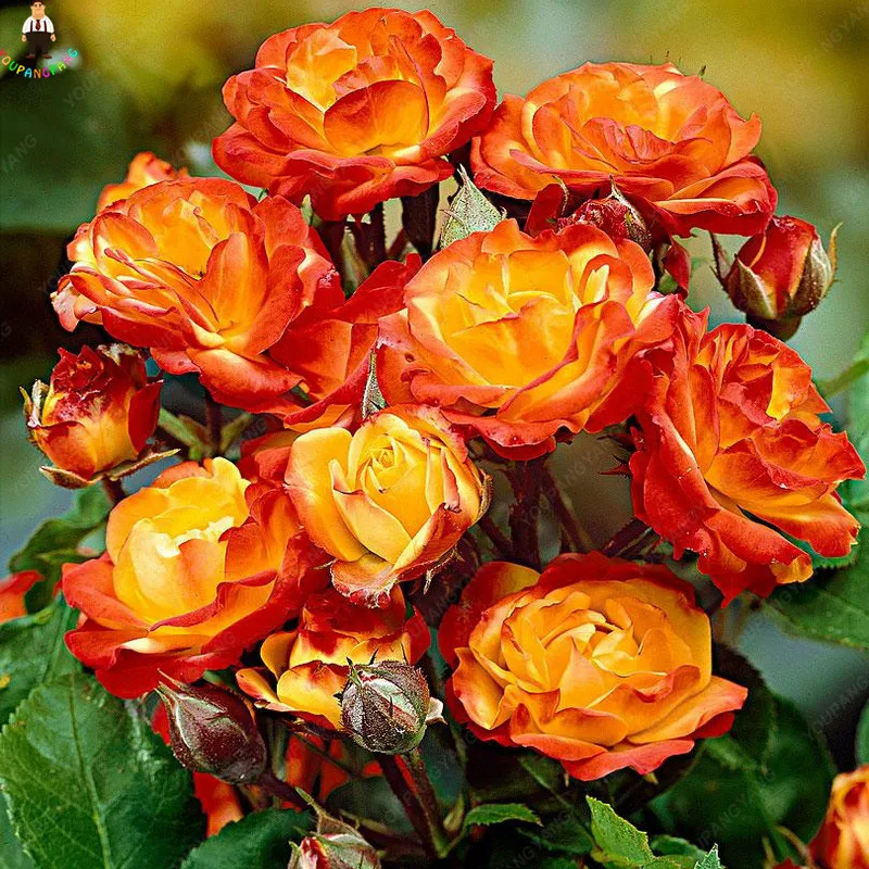 

100 Pcs Rose Flower Rare Color Exotic Bonsai Rainbow Roses Flowers Plant Perennial Garden Decoration Bonsai Jardim Plantas
