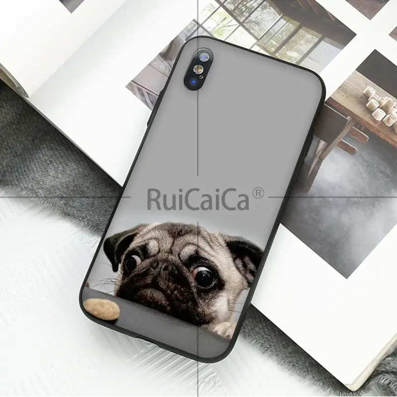 Animal cute pug