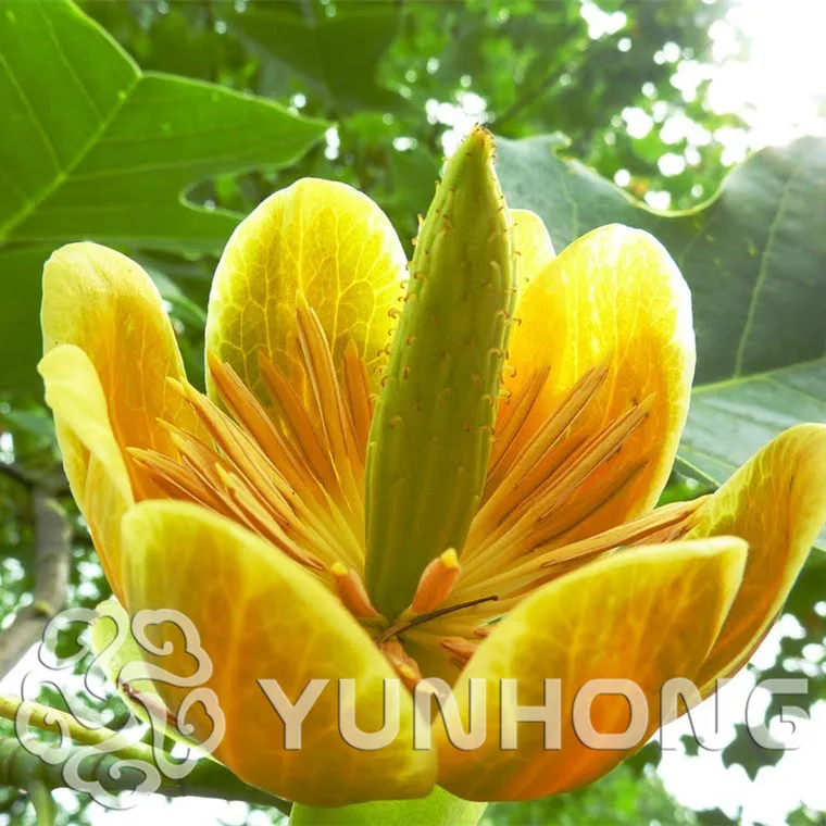 

Ornamental Plant Liriodendron Chinense Bonsai 50pcs, Family Magnoliaceae Chinese Tulip Tree, Very Popular E Zhang Qiu Bonsai