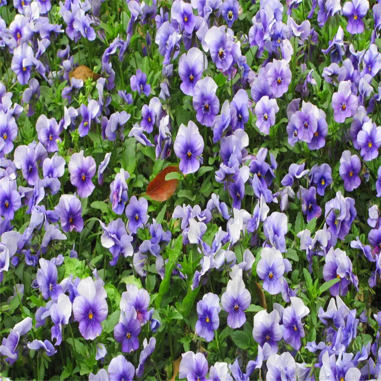 1 g Manufacturers Selling Flowers yellow, Sweet Violet seeds