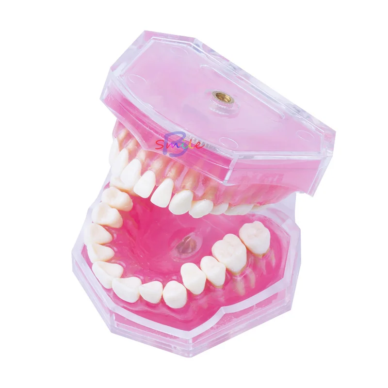 

New Dental Teaching Model Standard Model Removable Teeth Soft Gum Model