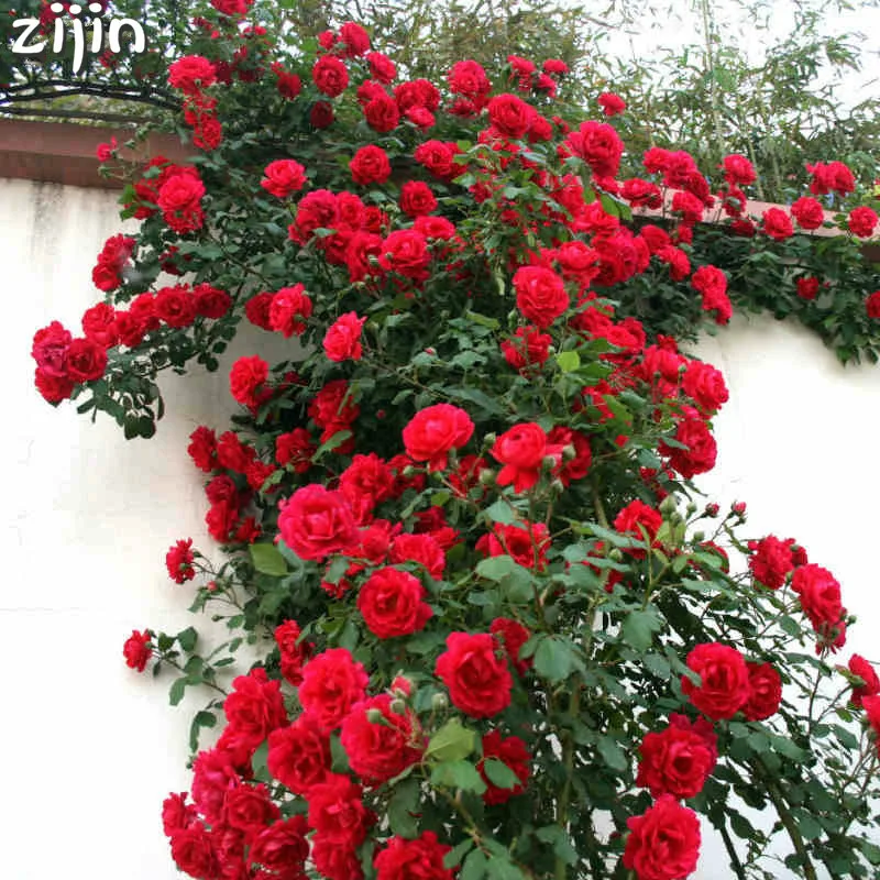 

Rare Climbing Rose Bonsai Perennial Flowers Garden Decoration 50Pcs Fence Shed Roses Flower Bonsai De Plantas De Flores