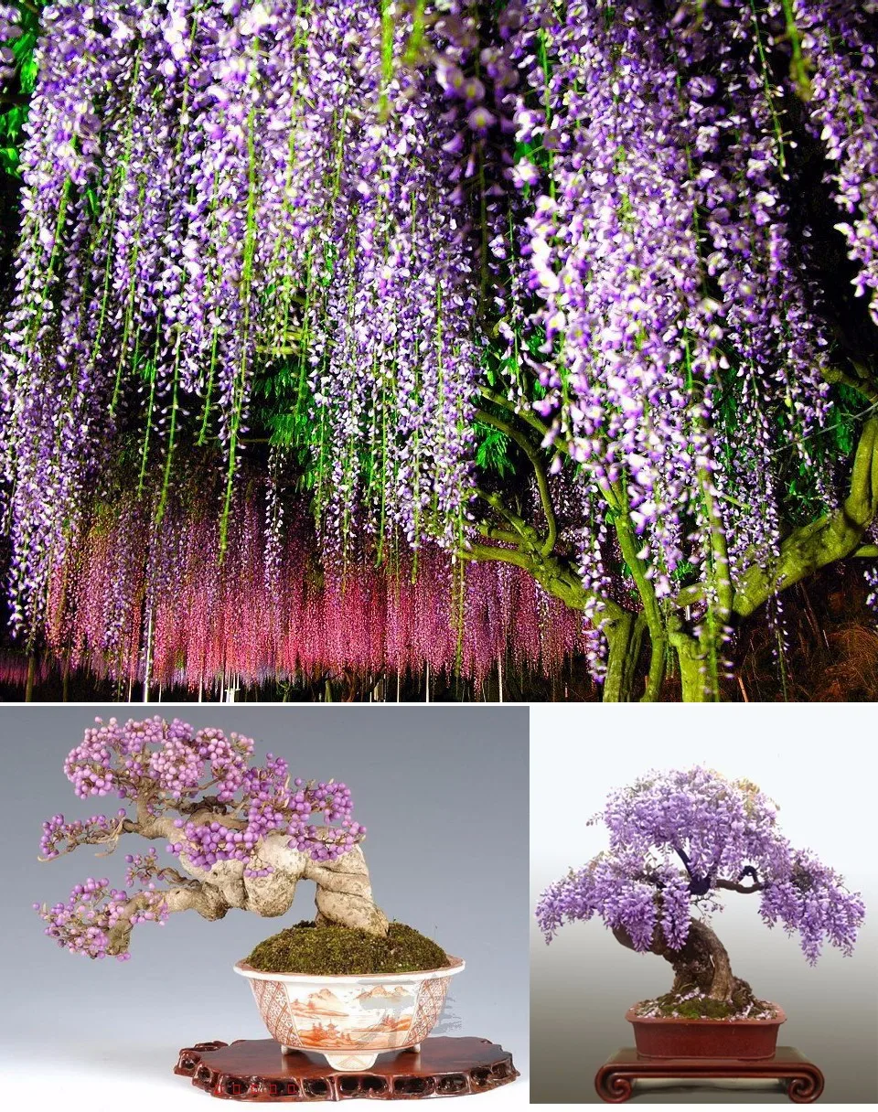 Глициния китайская Плазменные семена Плазмас ООО "Агроника" - "Моя мечта наконец