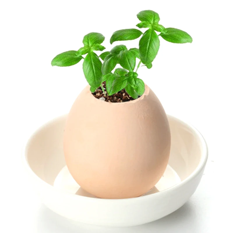 

Small Ornaments Egglings-Plants in an Eggshell Egg Hatches Plant Mini Lucky Egg Plant Pot Bonsai Garden Decoration
