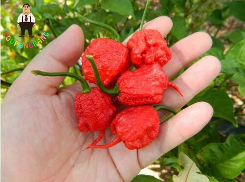 Семена Каролина Риппер Купить