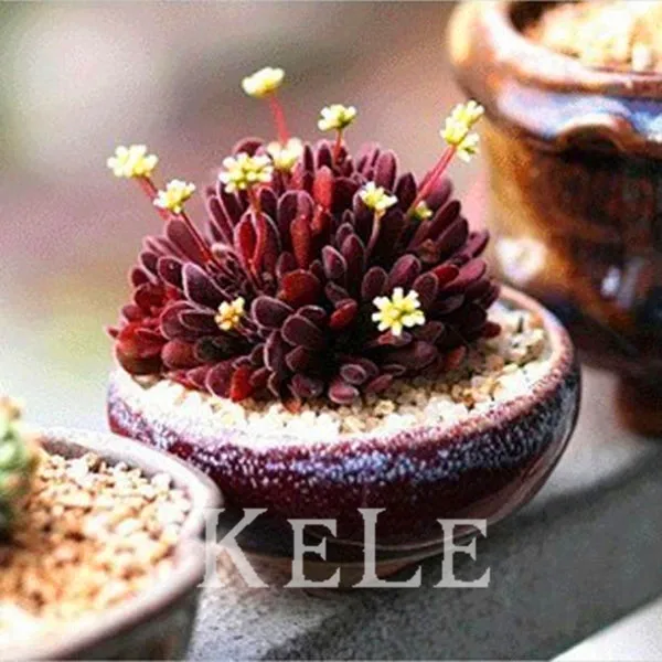 

100 PCS Drive midge dream of razor Bonsai Succulent Plant garden,#3UQQ7J