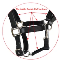 Horse Riding
