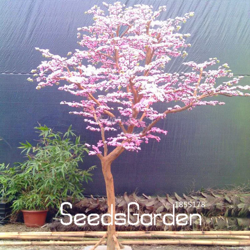 Time-Limit!!10 Pcs/bag Red Japanese cherry blossoms plant Courtyard Garden Bonsai Tree flores Small Sakura Tree plantas Mixed Co Time-Limit!!10 Pcs/bag Red Japanese cherry blossoms plant Courtyard Garden Bonsai Tree flores Small Sakura Tree plantas Mixed Co