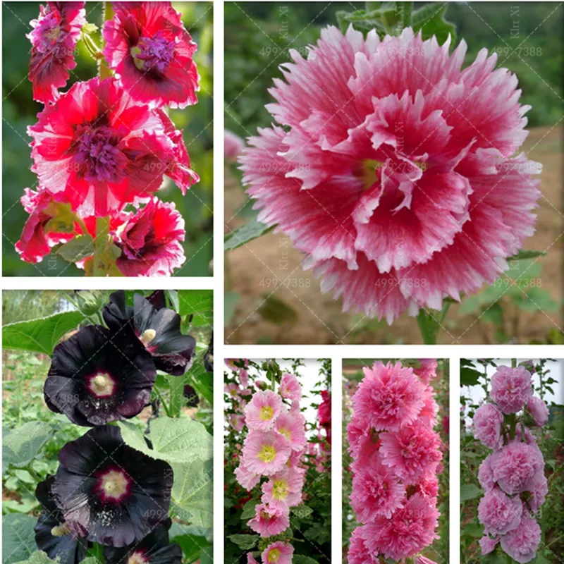 

100 Pcs/Bag Hollyhock Bonsai Mixed Color Hollyhock flower Rare Bonsai Althaea Rosea Flower plants Home Garden Outdoor Flowers