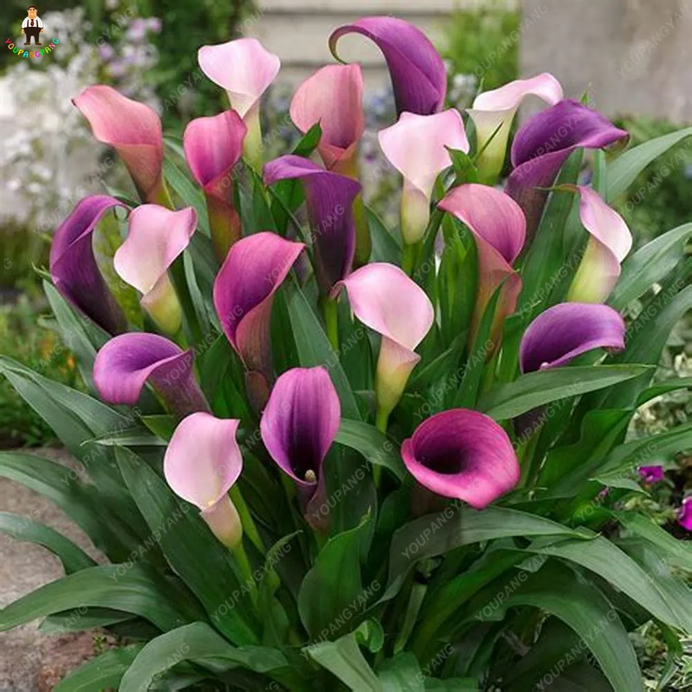100pcs Rainbow Calla Lily Plants Flower Plantas Bonsai Indoor Planting