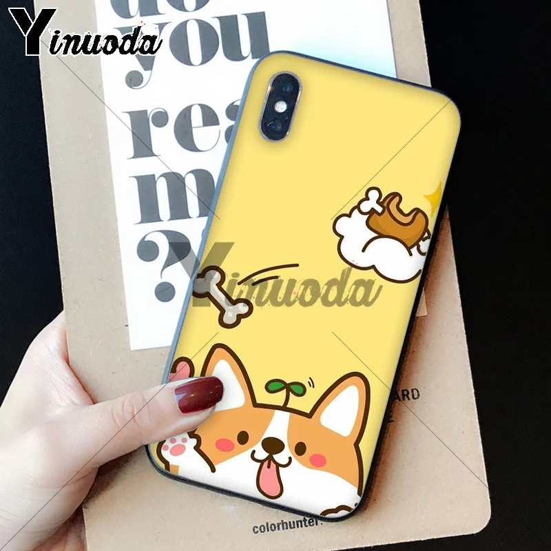 cute Corgi dog