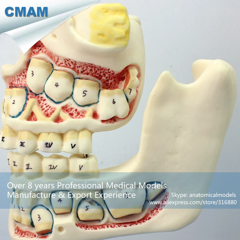 CMAM/12604 Dental-разработка набор зубов, полости рта человека стоматологический медицинский анатомическая модель