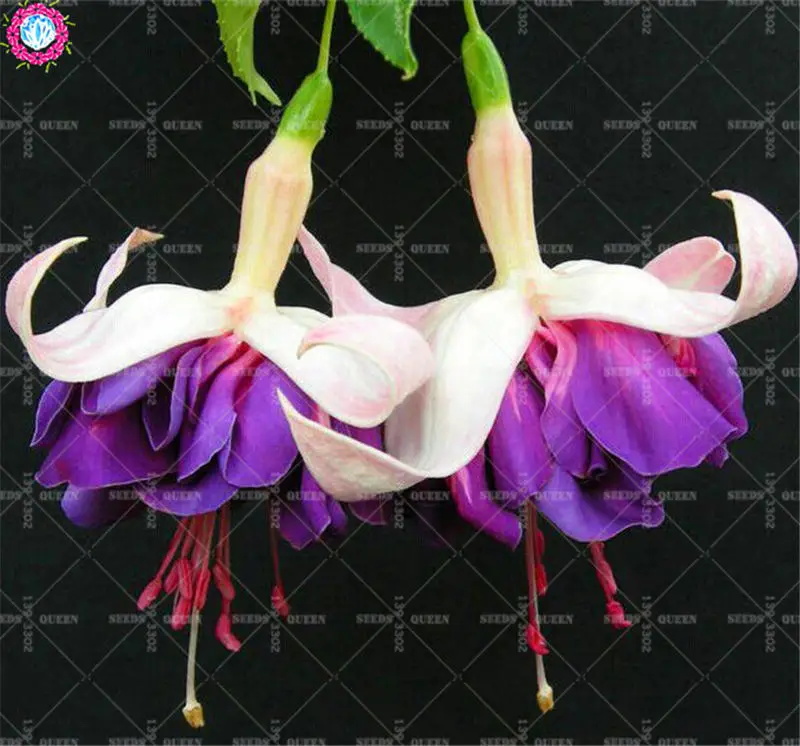 

BONSAI 100pcs Rare Japanese Fuchsia Mix Color Beautiful Flower Lantern Begonia Bonsai Planting For Home Garden Potted HOT