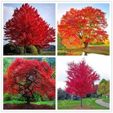20pcs/bag Bonsai Japanese Red Maple Tree Graines Ornamental Diy Plant Flower Potted Indoor Garden Plants