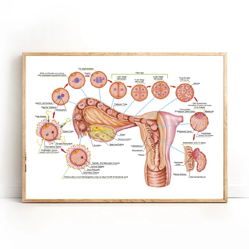 

Human Ontogeny Fertilization Developmental Stage Embryology Prints Doctor Office Decor Medicine Educational Chart Wall Painting