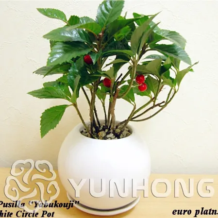 

100pcs/bag100%True Europe Specials Ardisia Japonica bonsai ,Rare bonsai flower plant for home garden Indoor bonsai plants