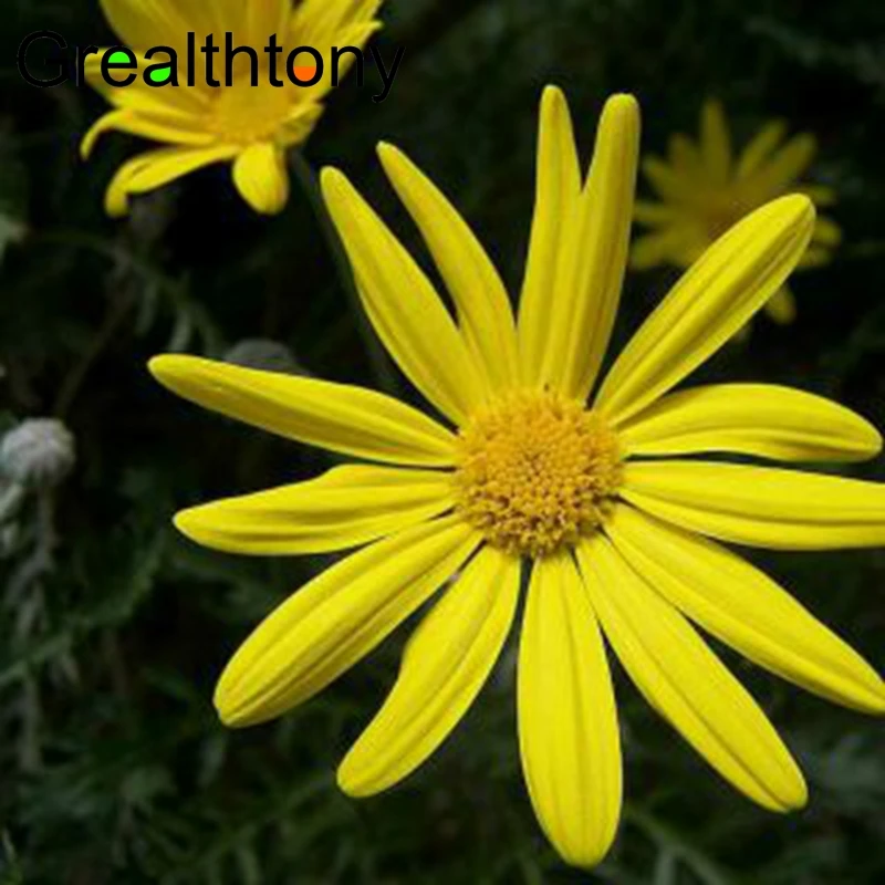 Arnica oil  (7)