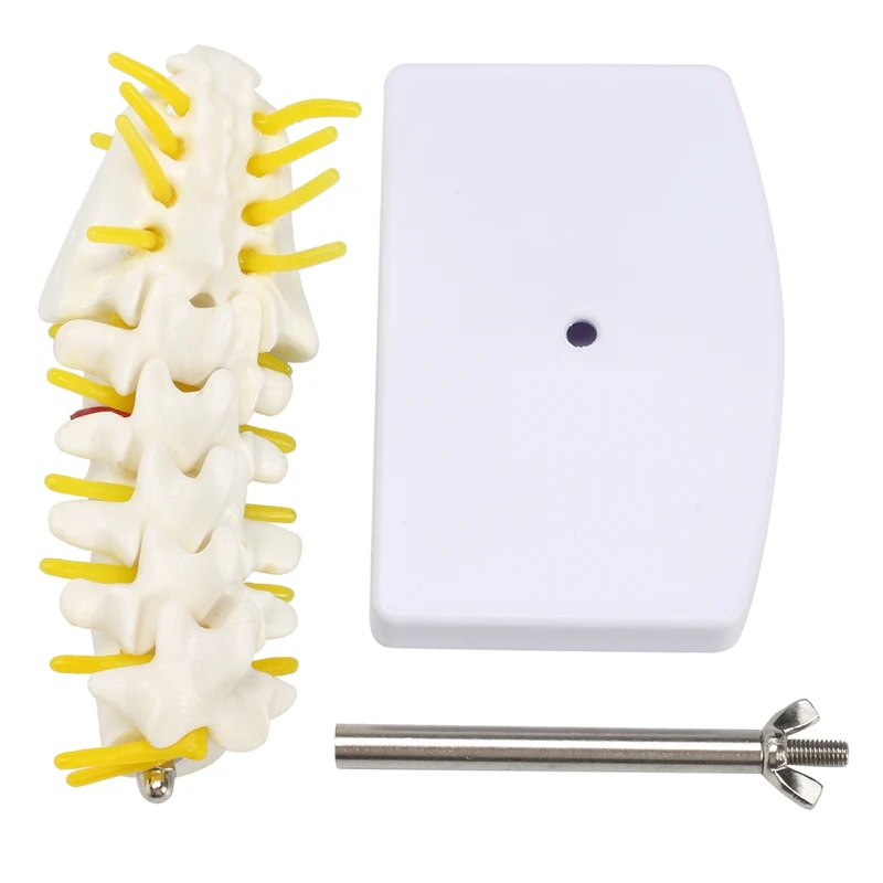 KiWarm 1 шт. 15 см мини человеческая поясница позвонка Sacrum Coccyx анатомический медицинский позвоночник модель статуи скульптуры