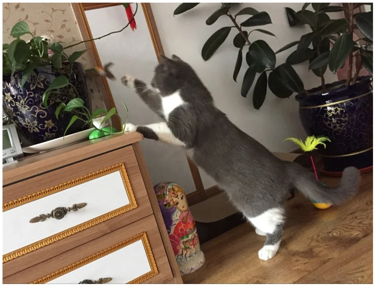 Automatic Electric Rotating Cat Toy Colorful Butterfly Bird Animal Shape Plastic Funny Pet Dog Kitten Interactive Training Toys