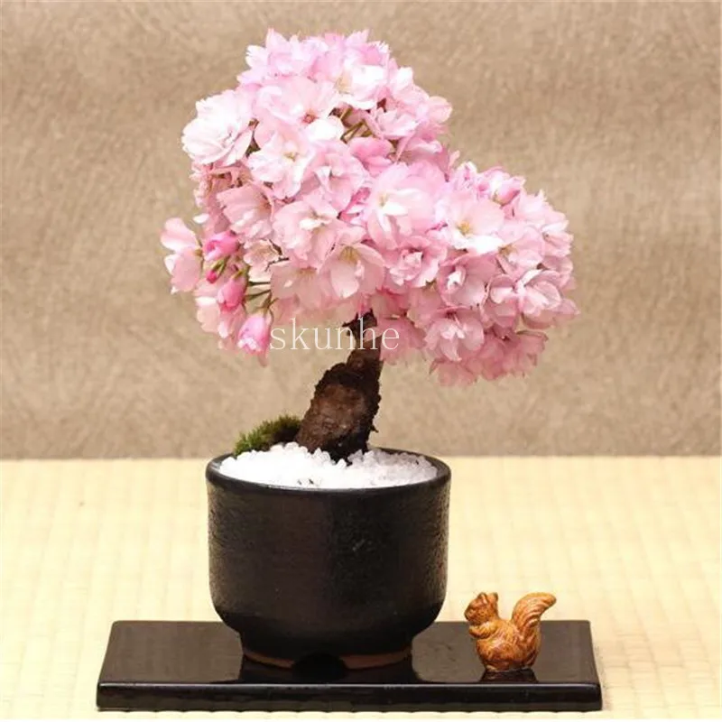 Bonsai Tree japanese sakura bonsai ,bonsai flower Cherry Blossoms for home & garden 3pcs Bonsai Tree japanese sakura bonsai ,bonsai flower Cherry Blossoms for home & garden 3pcs