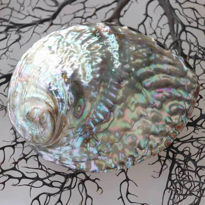 

Free Shipping(2pcs/lot)Australian Abalone Shell Natural Shell&Conch Home Decoration Sea Beach Wedding Landscape Decoration