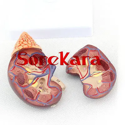 

1:1 Human Anatomical Kidney & Adrenal Gland Organ Medical Teaching Model School Hospital