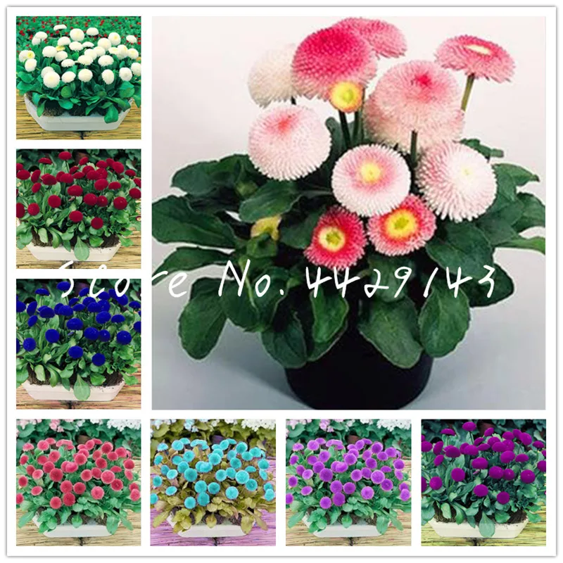 

100 pcs/bag English Daisy plants Bellis perennial Rare bonsai chrysanthemum flower plants for Home garden Outdoor plant flowers