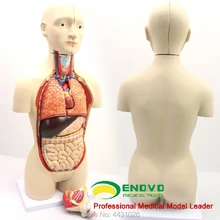 ENOVO Anatomical model of male and female organs of middle - sized medical human organs enovo anatomical model of anatomical model of anatomy of human internal organs