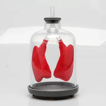 

Free Shipping Lung Breathing Model Pulmonary Evacuation Simulation of Lung Function Model 21*11cm Pulmonary Working Model