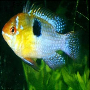 50 шт набор Apistogramma ramirezi - Цвет: Apistogramma 1